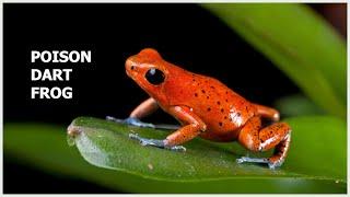 5 popular poison dart frogs - call and sound. Poison arrow frog.