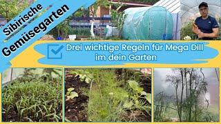 Drei wichtige Regeln für Mega Dill im dein Garten #gartentipps #biogarten