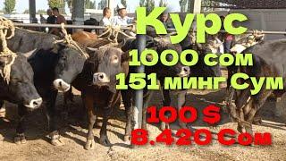 Кыргызстон Учкун мол бозори букалар нархлари 2 чи видео узимга 5 та олдим