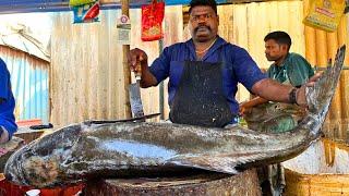 KASIMEDU  SPEED SELVAM | 25 KG GIANT BROWN COBIA FISH CUTTING VIDEO | IN KASIMEDU | FF CUTTING 