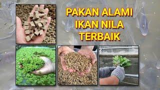 PAKAN ALAMI IKAN NILA AGAR CEPAT TUMBUH BESAR