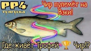 РР4. Супер Фарм Чира на Вэки на Тунгуске! Где и как правильно ловить Трофей!?