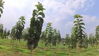ಅಂಗಾಂಶ ಸಾಗವಾಣಿ ಕೃಷಿ ಲಾಭದಾಯಕವೇ??  TISSUE TEAK TEAK CULTIVATION #farming #agriculture #agroforestry