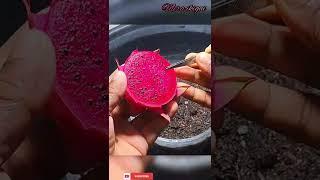 Grow in 10 Days Dragon fruit plant from seed//बीज से ड्रैगन प्लांट by Mera ikigai