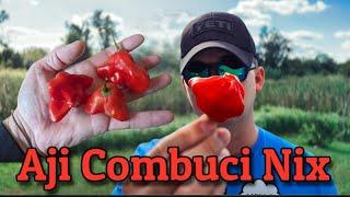 Aji Combuci Nix | Pepper Review