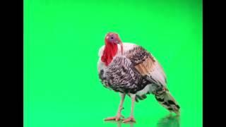 Turkey isolated on a green screen