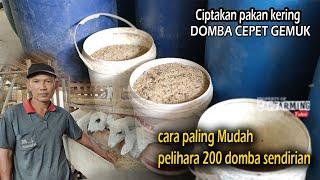 Ciptakan Pakan Kering  Breeding dan penggemukan, 200an Ekor Domba Tanpa ngarit dijamin jos banget