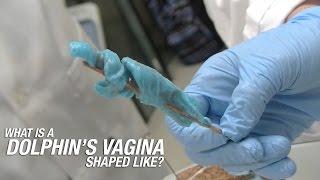 What is a Dolphin's Vagina Shaped Like?