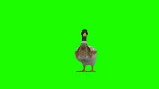 duck Green Screen   Animal Green Screen1080P HD