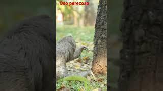 oso perezoso #curiosidades #interesante #oso perezoso #animales