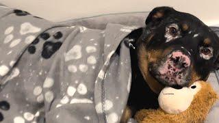 Rescue dog snuggles with toy for comfort