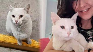 Stray Cat Begging For Food At A Store Melts This Woman’s Heart