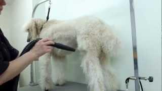 Grooming a Standard Poodle | Time Lapsed