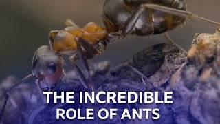 The Important Work of Scottish Wood Ants | Scotland - The New Wild | BBC Scotland