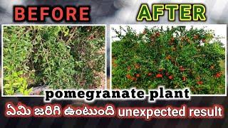 Pomegranate plant unexpected result ॥ before after us some products