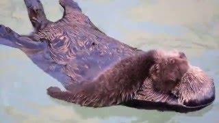 Mother Otter Snuggles With Her Newborn