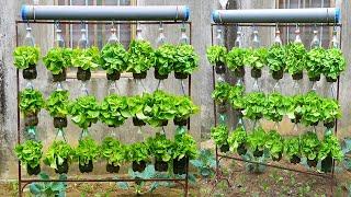 How To Grow Clean Vegetables In Plastic Bottles Simply And Effectively