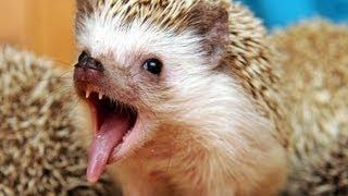 Как Размножаются Ежики - How Do Hedgehogs Breed / Юмор - Humor