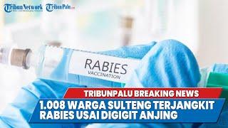 TRIBUNPALU BREAKINGNEWS : 1.008 WARGA SULTENG TERJANGKIT RABIES USAI DIGIGIT ANJING