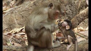 Arina Baby Monkey No Have Friend To Play with ,Only Mum Anna