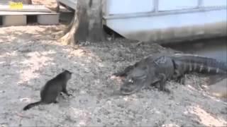 Cat vs Alligator/Отважный кот против крокодила