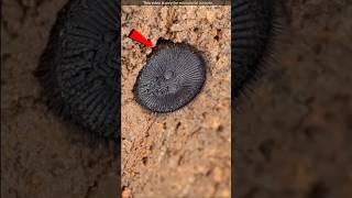 Do you know Oreo spider | #viral #facts #shorts