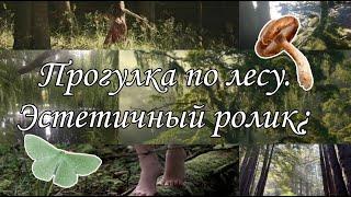 Прогулка в лес / Что можно найти в лесу весной. Herbarius noctua