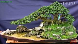 Bonsai sưu tầm 71 - Những tiểu cảnh bonsai sưu tầm đẹp p2.