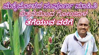 mekke jolada sampurna mahiti || ಮೆಕ್ಕೆಜೋಳದ ಸಂಪೂರ್ಣ ಮಾಹಿತಿ || ಗೋಂಜಾಳ ಕೃಷಿ ️ corn 