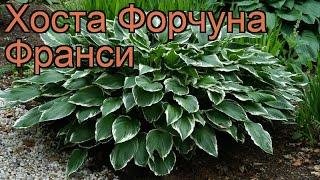 Хоста форчуна Франси (hosta fortunei francee)  хоста Франси обзор: как сажать рассада хосты Франси