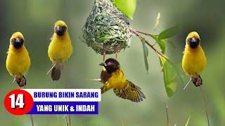 HEBAT !! BURUNG MEMBUAT SARANG SANGAT UNIK DAN INDAH.||campur chanel