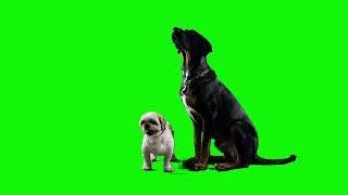 green screen dog