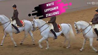 Spanish Riding School Grand Finale - White Lippizaner Stallions