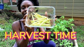 HARVESTING BEANS FROM MY GARDEN (YELLOW WAX BEANS)