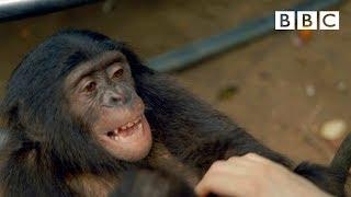 Making a chimp laugh | Animals in Love - BBC