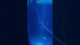 #jellyfish #aquarium #alien #seacreature