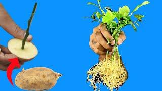 How to propagate lemon tree from cuttings using potato