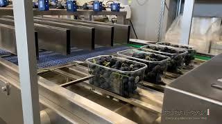 Polaris Double Pack Top Seal Trays Fruit and Vegetables Long Infeed Conveyor Check Weigher Labeling