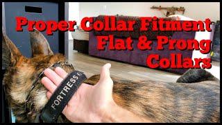 How to Fit Prong Collar and Flat Collar for Protection Dogs