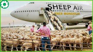 Transporting Sheep This Way - Farmers Raising Millions of Sheep - Agriculture Technology