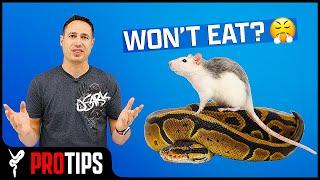 Why Ball Pythons STOP Eating — And How to FIX Them!