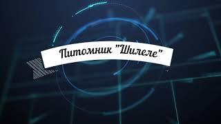 Алабаи-щенки 3 недели. Питомник "Шилеле", 2020.