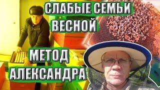 Спасение слабых семей весной Метод Александра в пчеловодстве