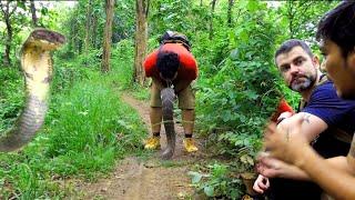 Dihadang ular king cobra penghuni hutan hulk !