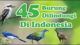 45 Jenis Burung yang Dilindungi di Indonesia