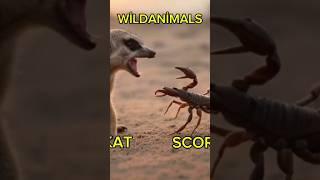 Meerkat and Scorpion: A Dangerous Desert Encounter #documentary #wildfire #animals