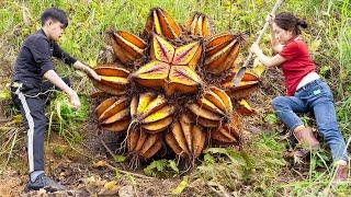 Secret call with CEO Tuan | Harvesting 5-petal Potatoes - Star fruit-like potatoes