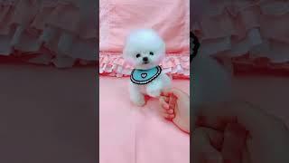 Pomeranian #cute tea cup puppy #shortvideo #video #viral #viralvideo #fun #dogs #cute #shorts