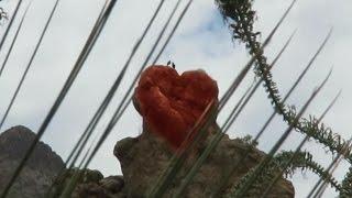 Two Ravens on a Pareidoliac Rock