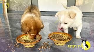 Funny Puppies Food Review  Petify TV Dogs Series 41  Puppies Food Review Channel Videos